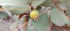 Campomanesia adamantium