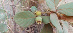 Campomanesia adamantium