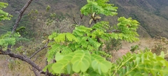 Stryphnodendron adstringens