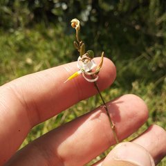 Echeandia parviflora