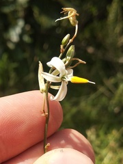 Echeandia parviflora