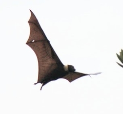 Pteropus tonganus