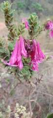 Spigelia sellowiana