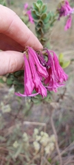 Spigelia sellowiana