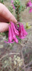 Spigelia sellowiana