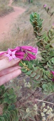 Spigelia sellowiana