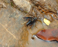 Polistes satan