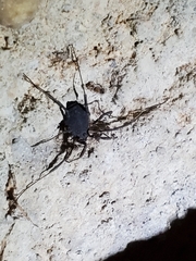 Eumesosoma
