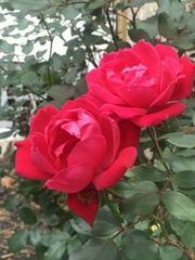 Rosa
