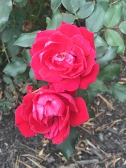 Rosa