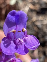 Penstemon venustus