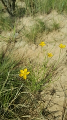 Linum aristatum