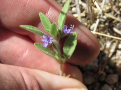 Trichostema austromontanum