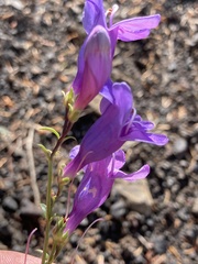 Penstemon venustus
