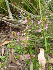 Stylidium debile