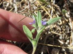 Trichostema austromontanum