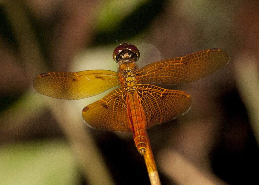 Perithemis cornelia
