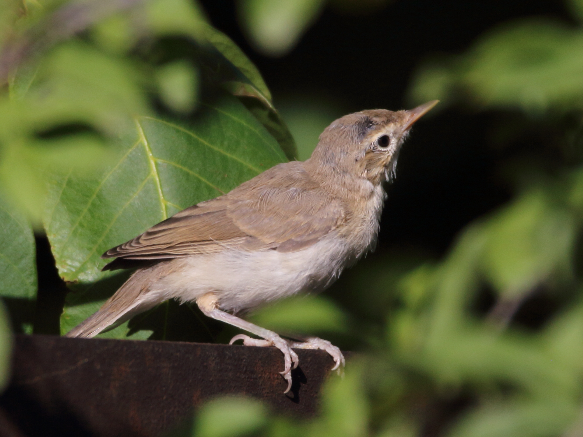 Eastern Olivaceous Warbler (Iduna pallida)