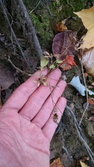 Bidens discoidea