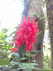 Pachystachys coccinea