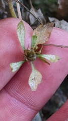 Bidens discoidea