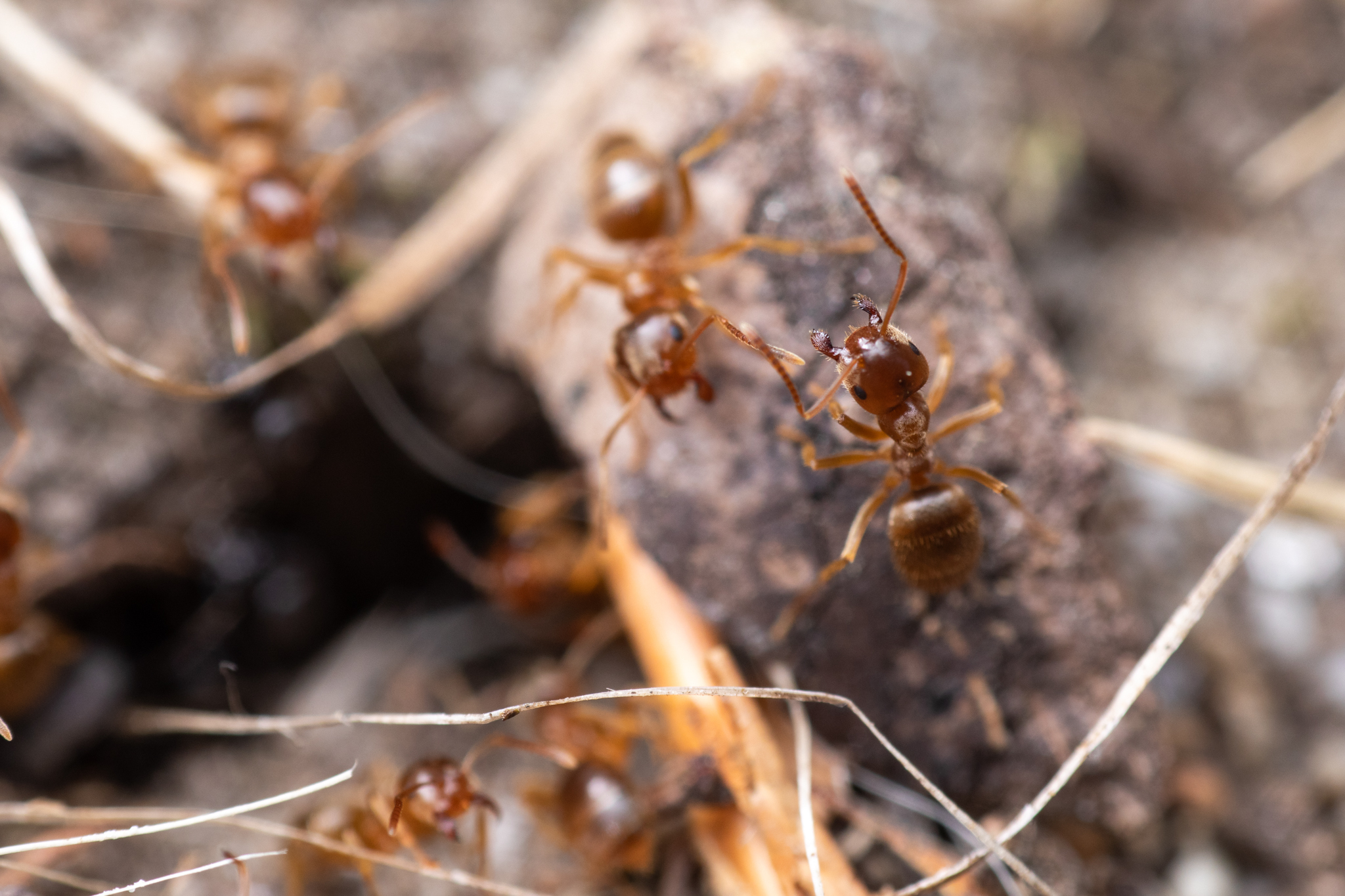 Lasius pallitarsis
