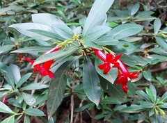 Augusta longifolia