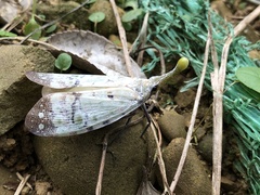 Pyrops watanabei