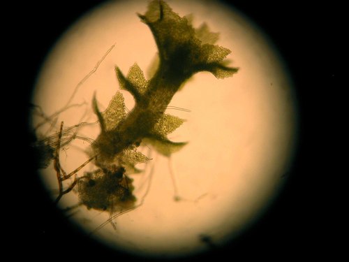 Cephaloziella divaricata var. scabra