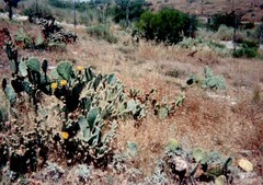 Opuntia discata