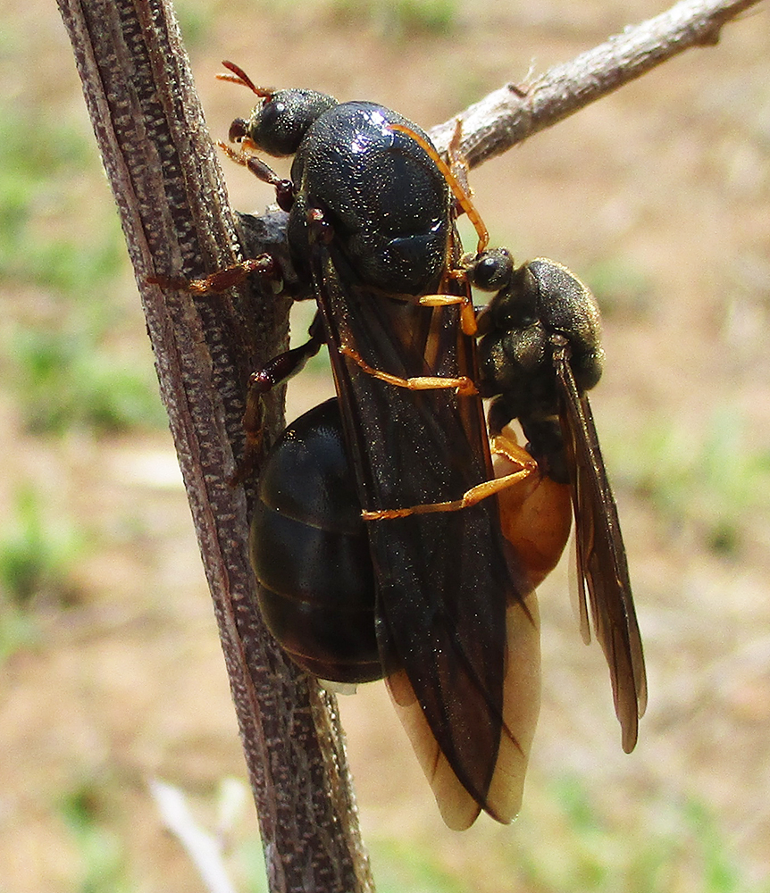Carebara vidua