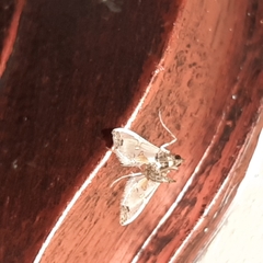 Neoleucinodes