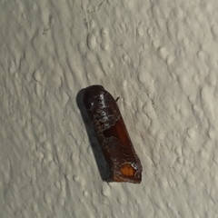 Anacrusis turrialbae