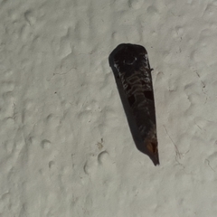 Anacrusis turrialbae