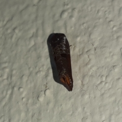 Anacrusis turrialbae