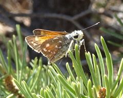 Hesperia woodgatei
