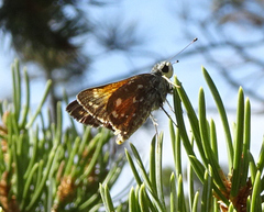 Hesperia woodgatei