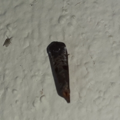 Anacrusis turrialbae