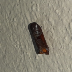 Anacrusis turrialbae