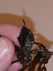 Pteria colymbus