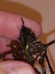 Pteria colymbus