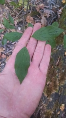 Rhamnus japonica