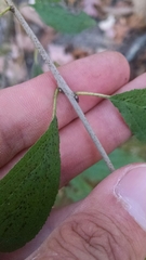 Rhamnus japonica