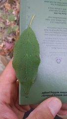 Rhamnus japonica