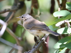 Phylloscopus sindianus
