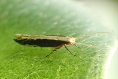 Labdia oxychlora