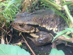 Bufo formosus
