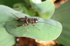 Teleogryllus mitratus
