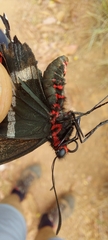 Parides bunichus