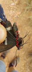 Parides bunichus